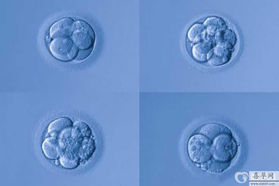 胚胎等级.jpg
