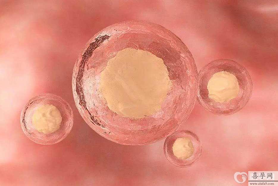 胚胎放大图.jpg